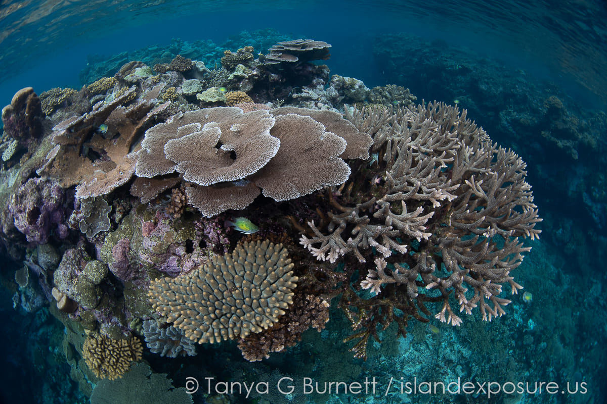 coral in the Solomon Islands