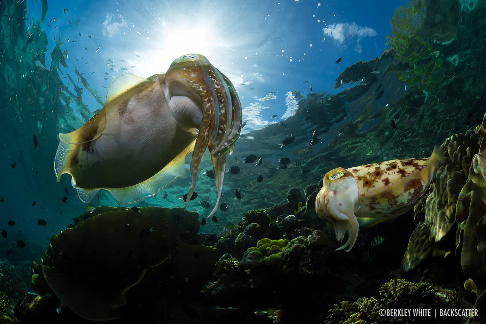 Cuttlefish in the Solomon Islands