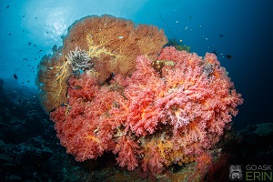 Best Dive Sites in the Solomon Islands - Soft Corals