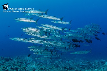 Best Dive Sites in the Solomon Islands - Barracuda