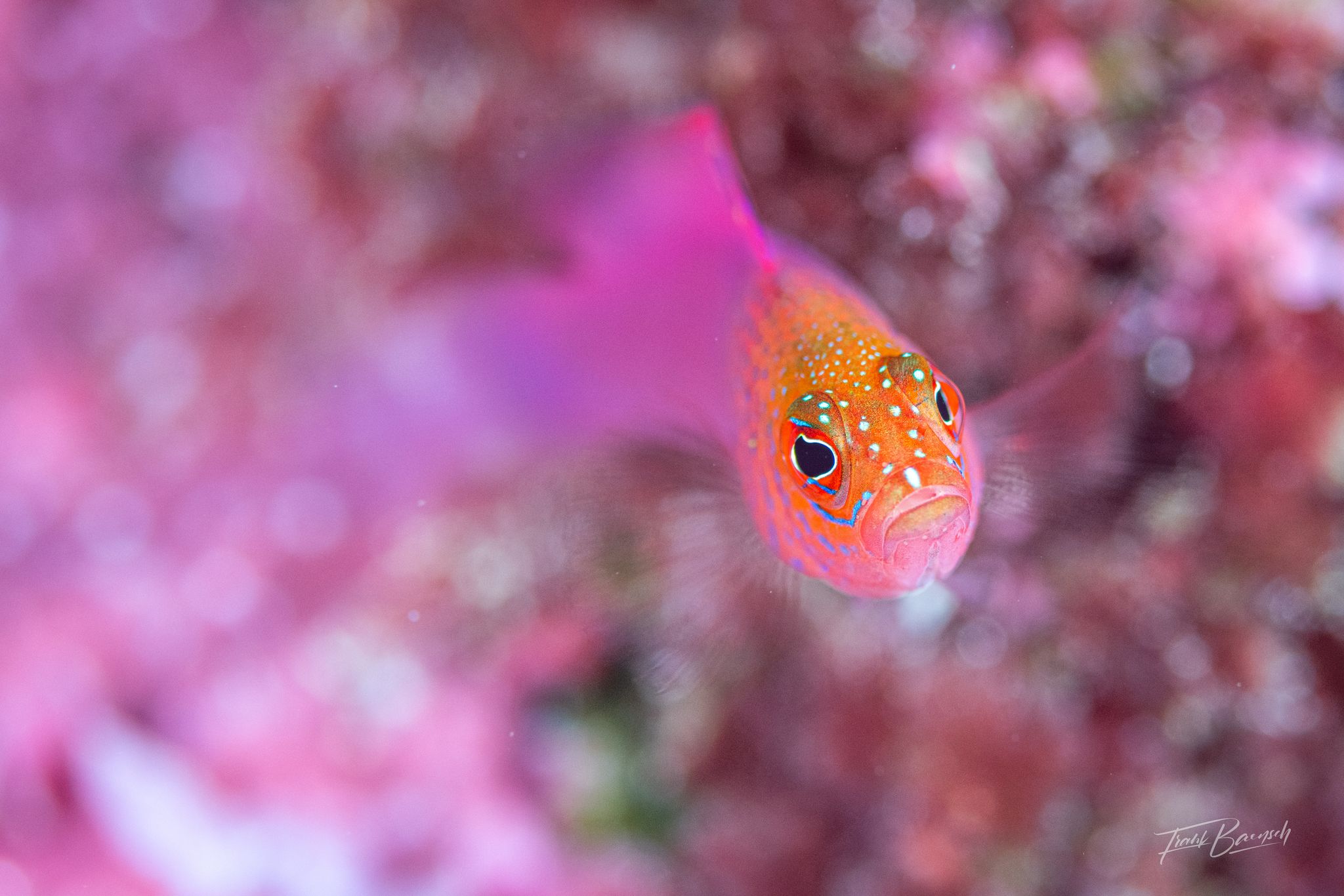 Fish face in the Solomon Islands by Frank Baensch