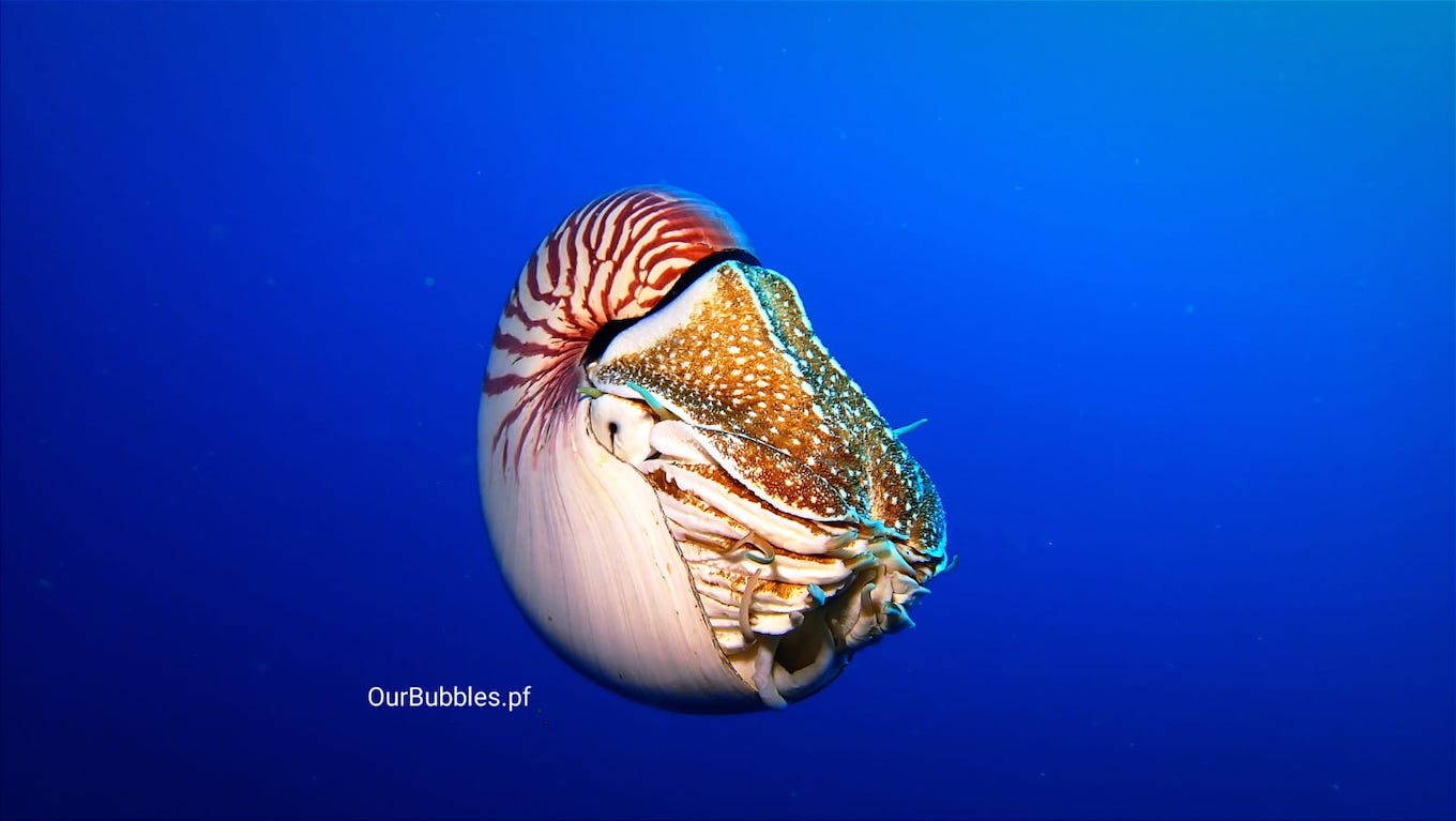 Nautilus