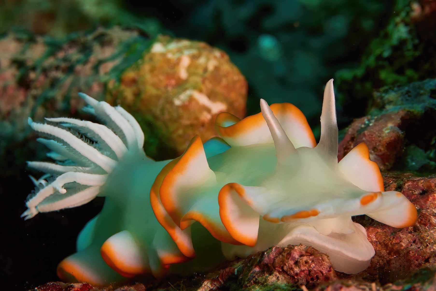 Nudi in the Solomon Islands