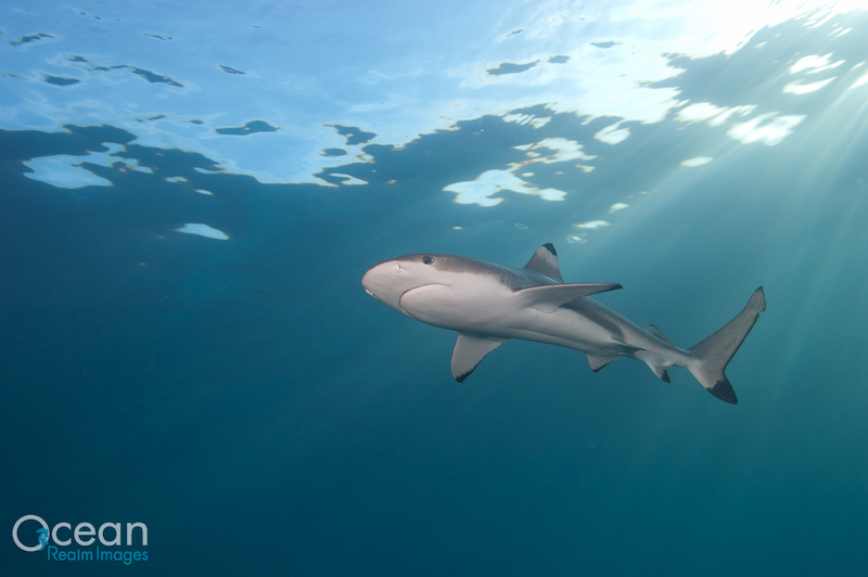 A black tip reef shark taken while scuba diving in the Solomon Islands