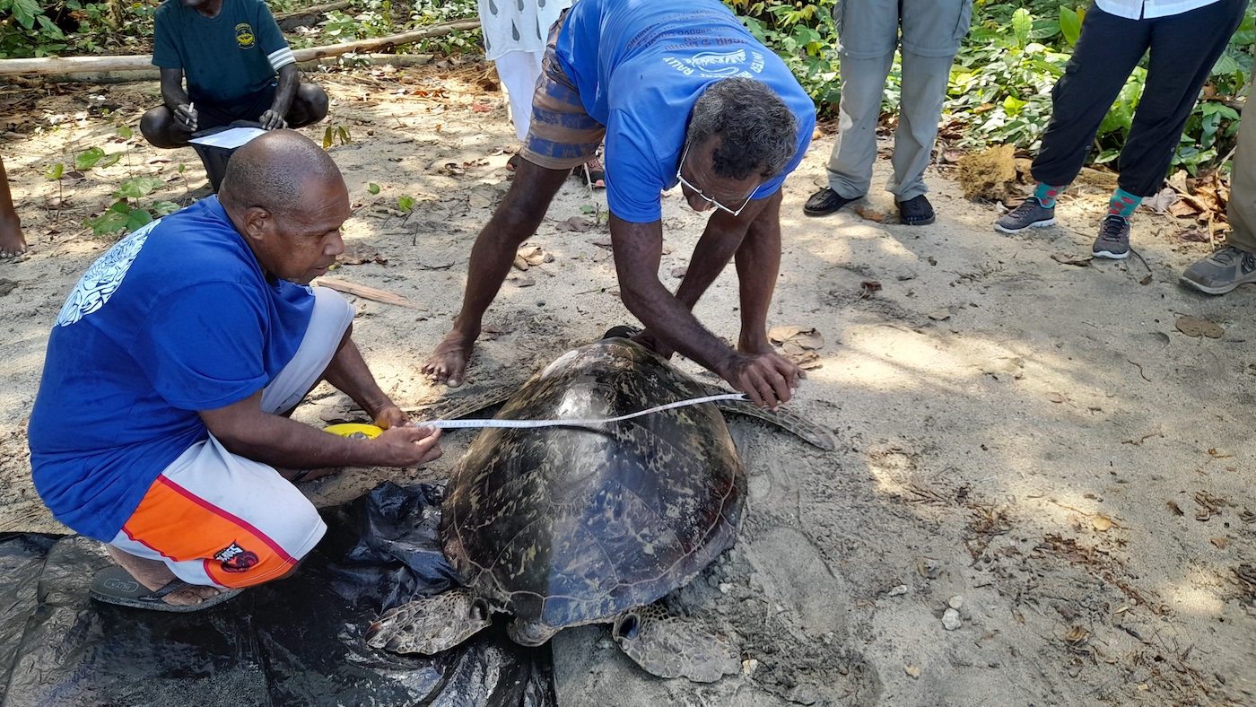 Measuring a turtle at one of the sites in the Solomon Islands