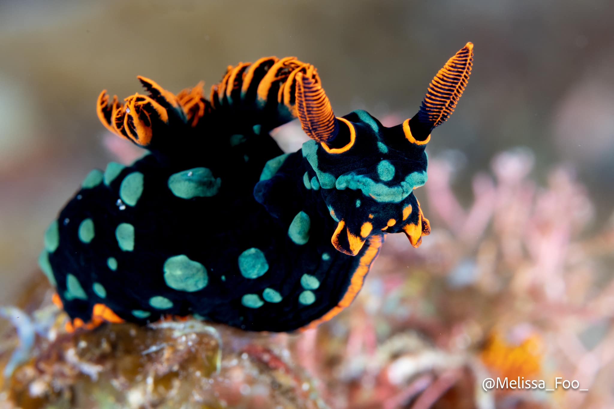 nudibranch