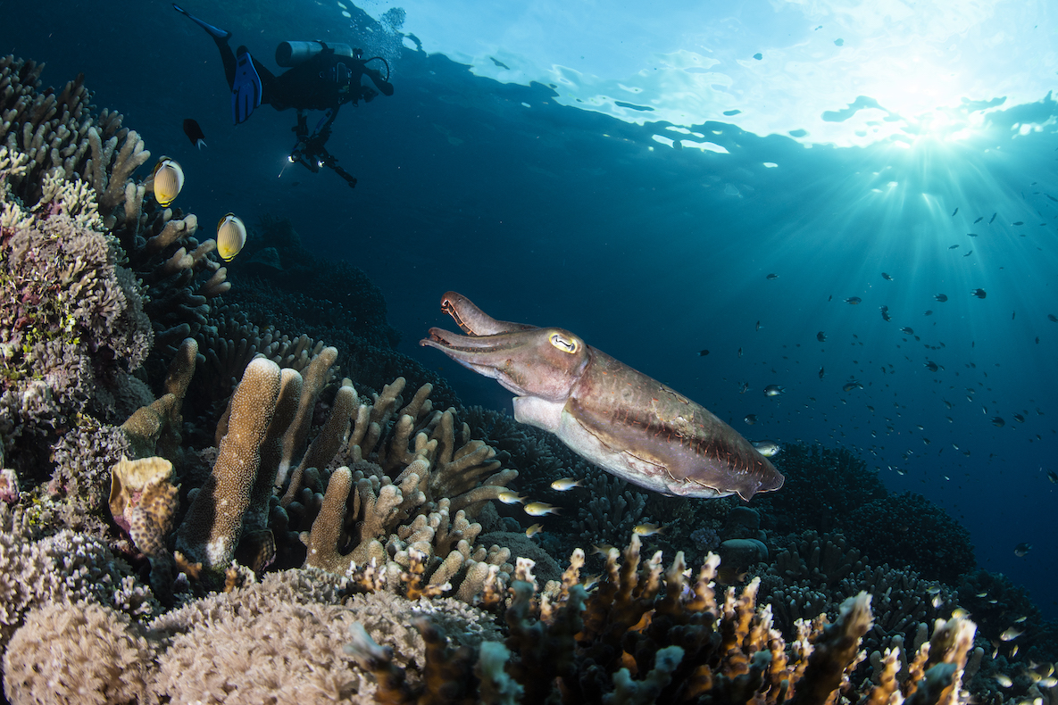 A cuttlefish while scuba diving in the Solomon Islands
