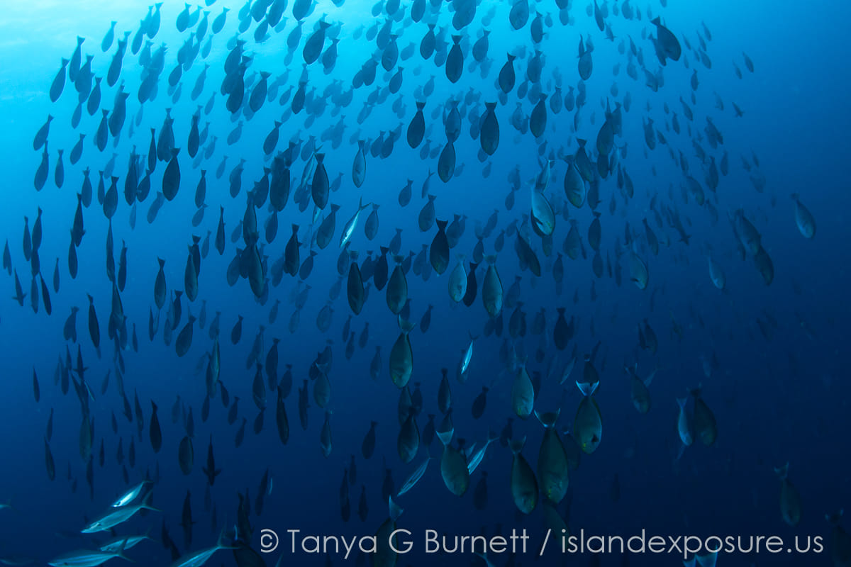 Fish in the Solomon Islands