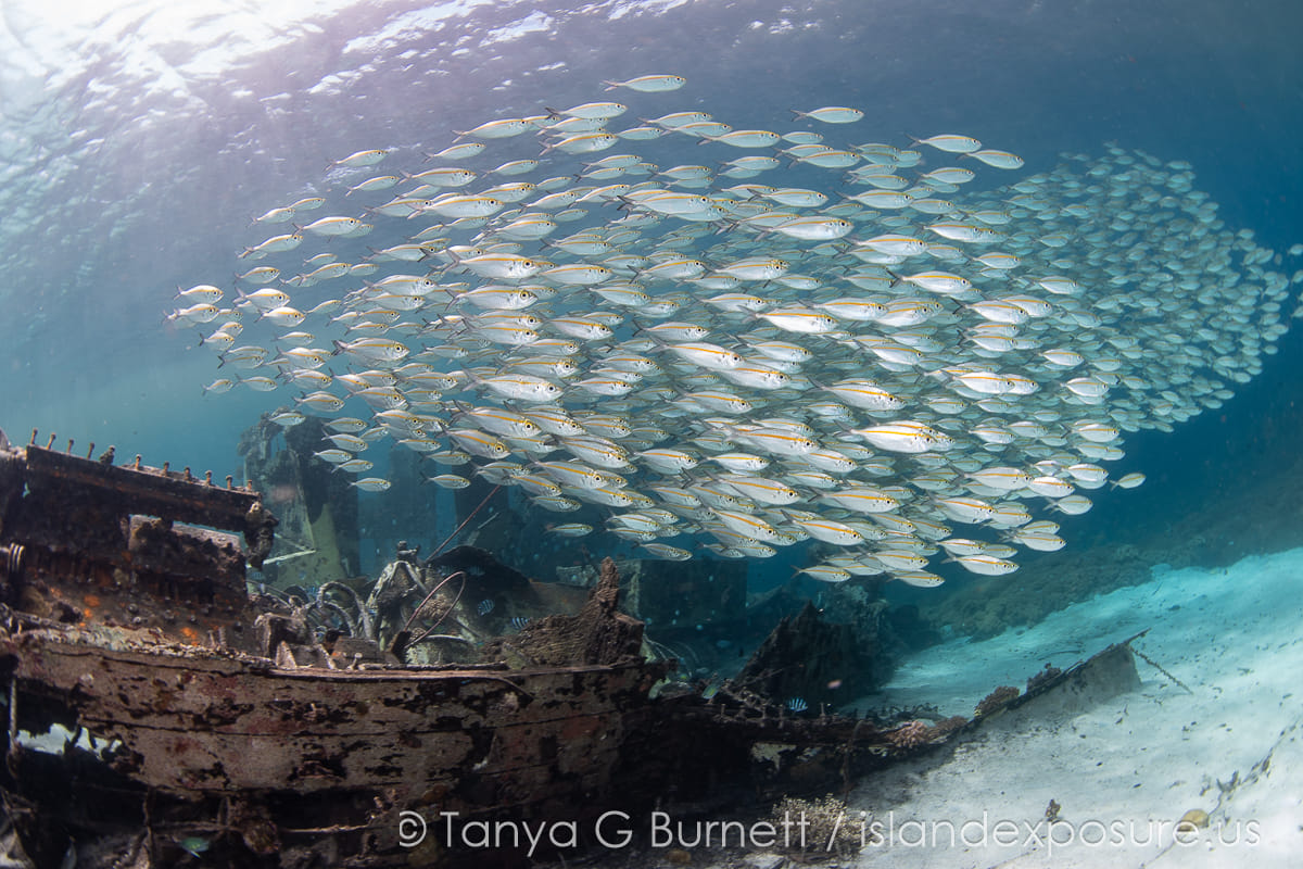 Fish in the Solomon Islands