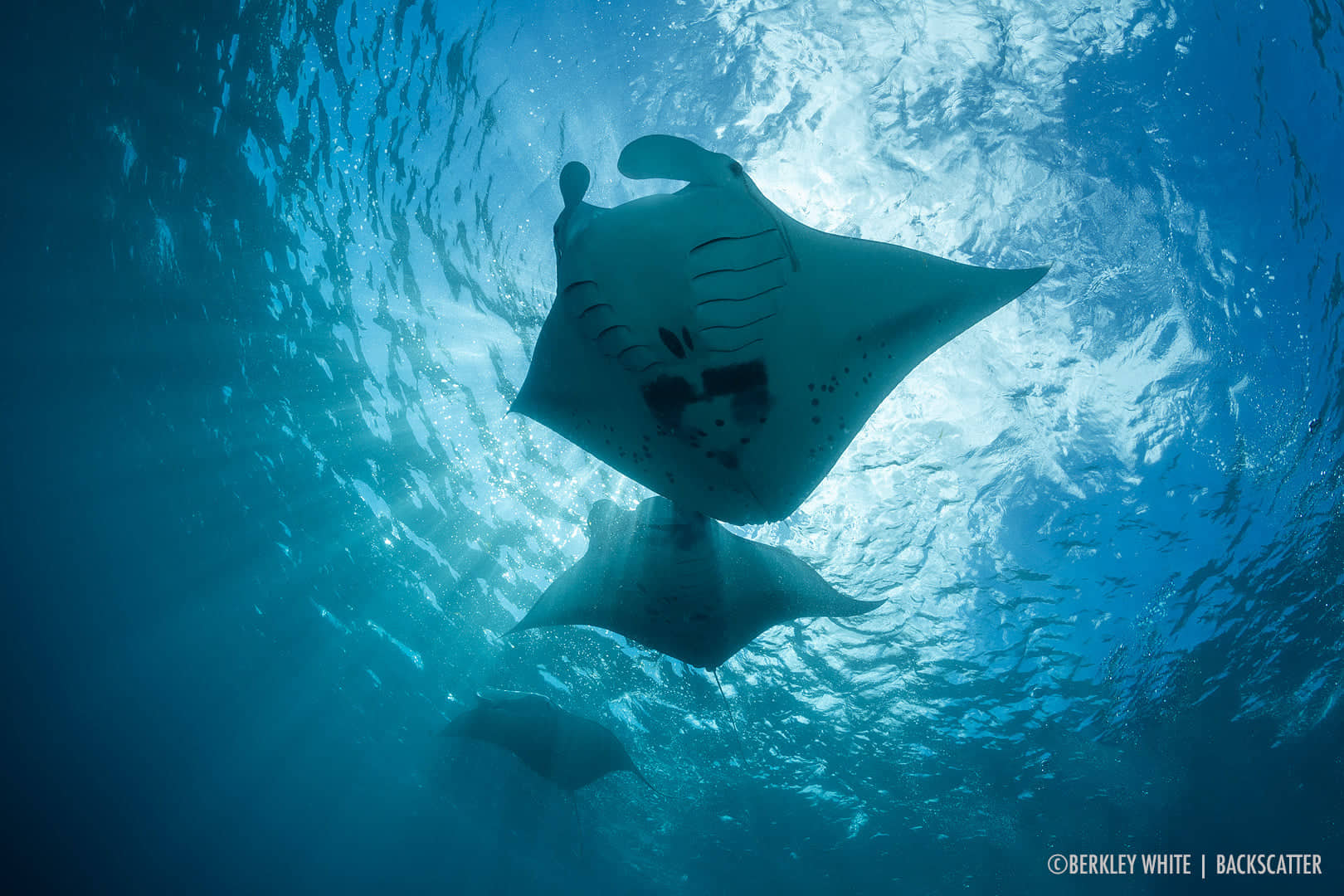 Manta rays in the Solomon Islands