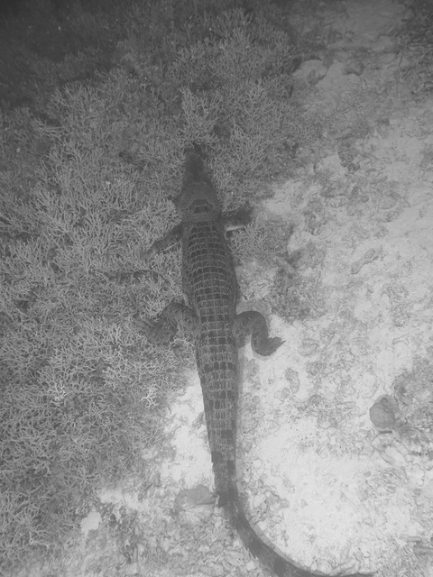Crocodile in the Solomon Islands 