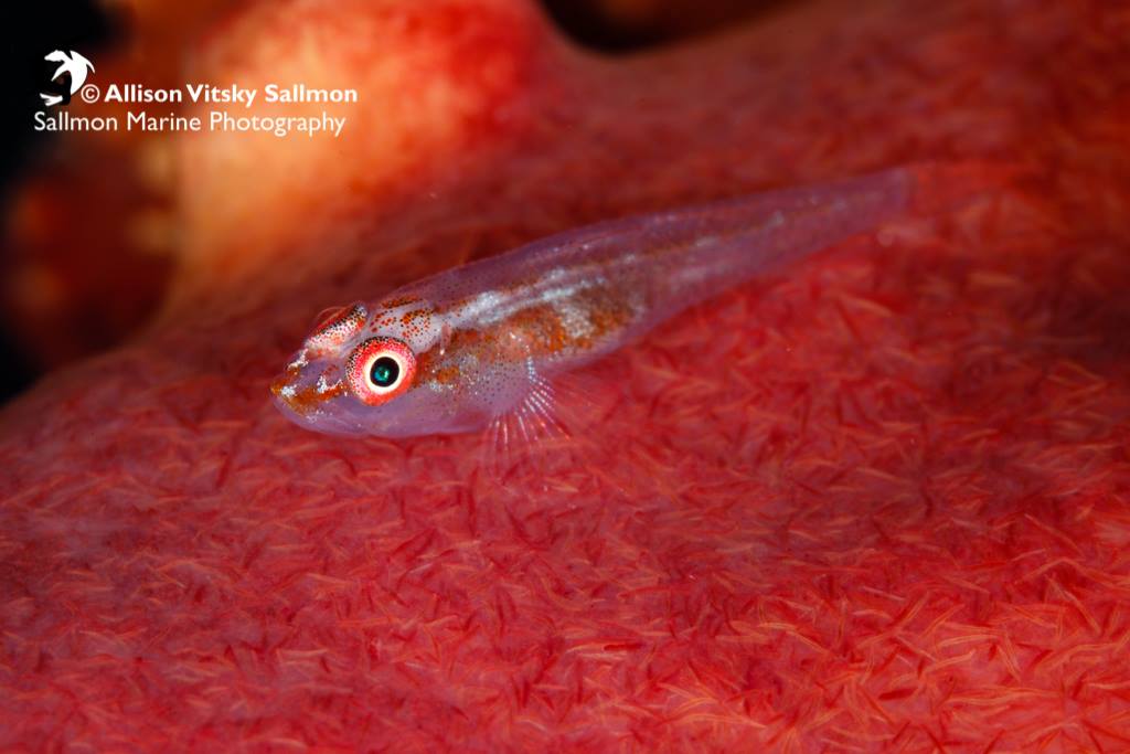 Little Fish by Allison Vitsky Sallmon
