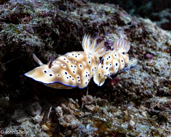 Nudis in the Solomon Islands