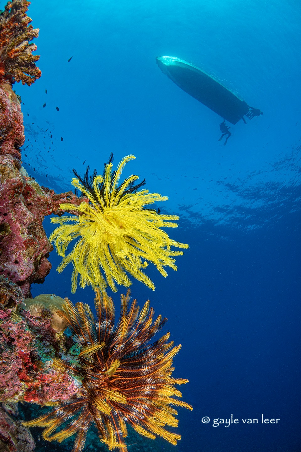 Underwater scene diving in the Solomon Islands