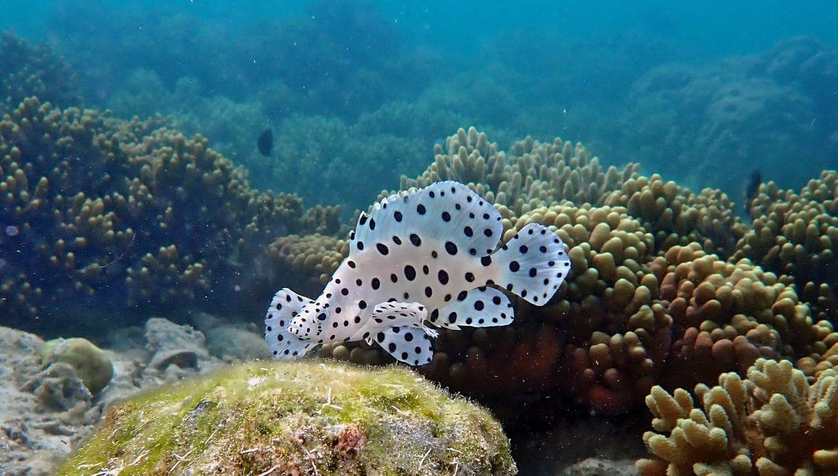 Barramundi in the Solomon Islands 