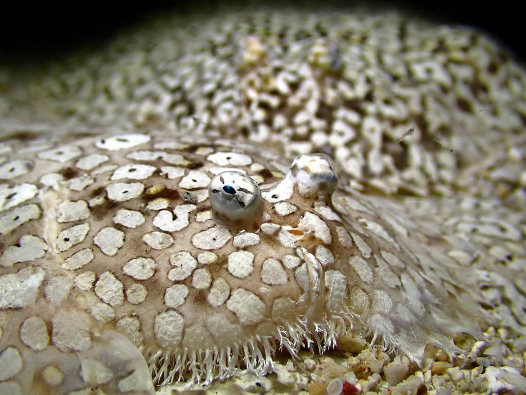 Flounder in the Solomon Islands
