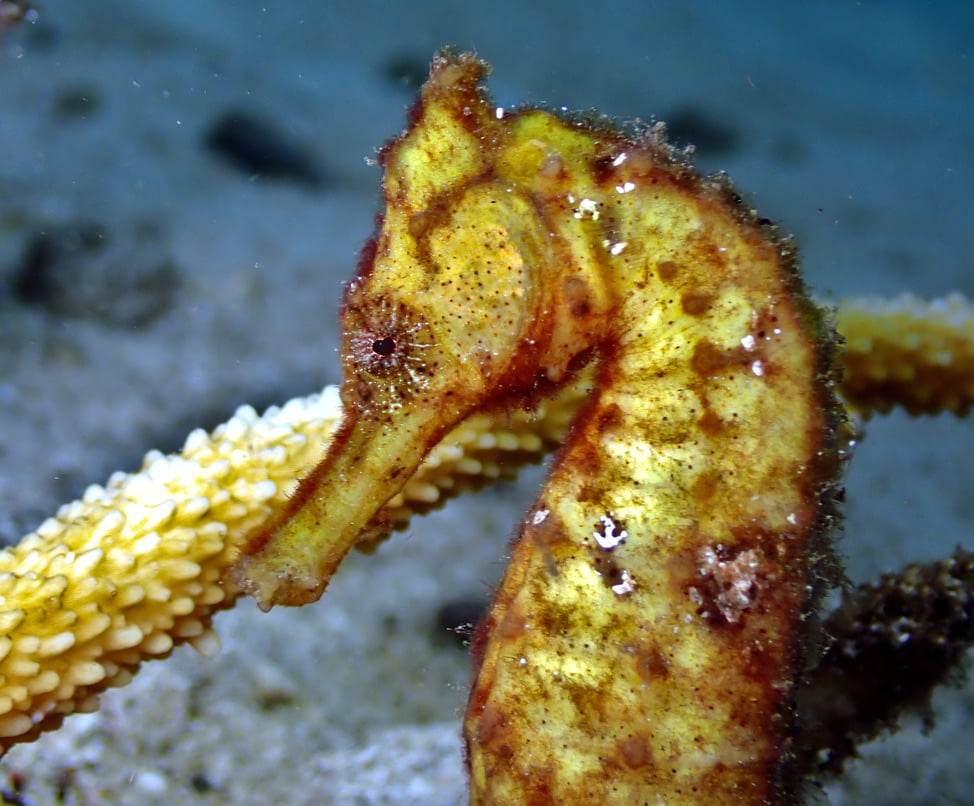 Seahorse in the Solomon Islands on a snorkel trip with Bilikiki Cruises