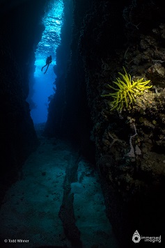 Best Dive Sites in the Solomon Islands - Leru Cut