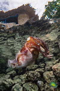 Best Dive Sites in the Solomon Islands - Cuttlefish