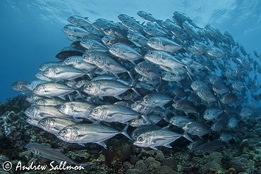 Best Dive Sites in the Solomon Islands - Jacks at Mary Island