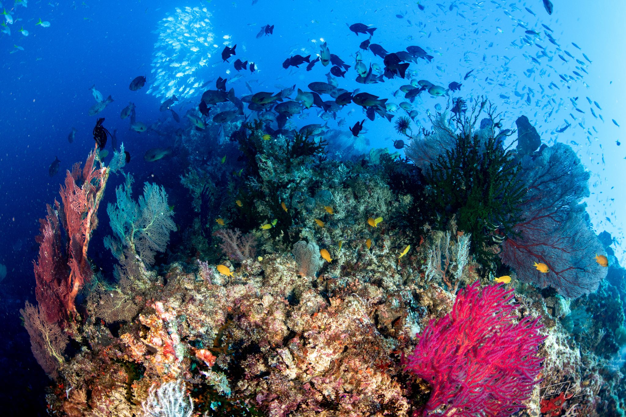 Coral reef scene in the Solomon Islands by Frank Baensch