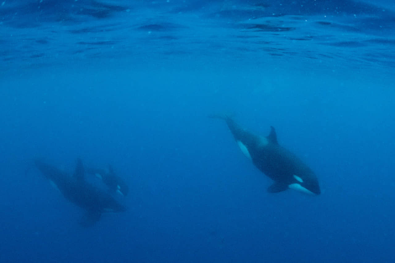 Orcas Solomon Islands with Bilikiki Cruises