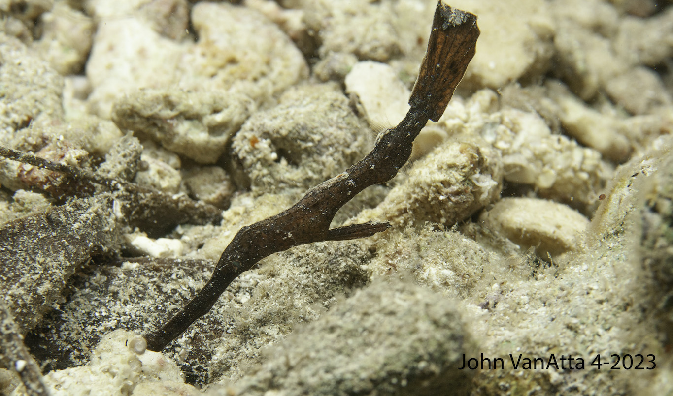 Ghost pipefish