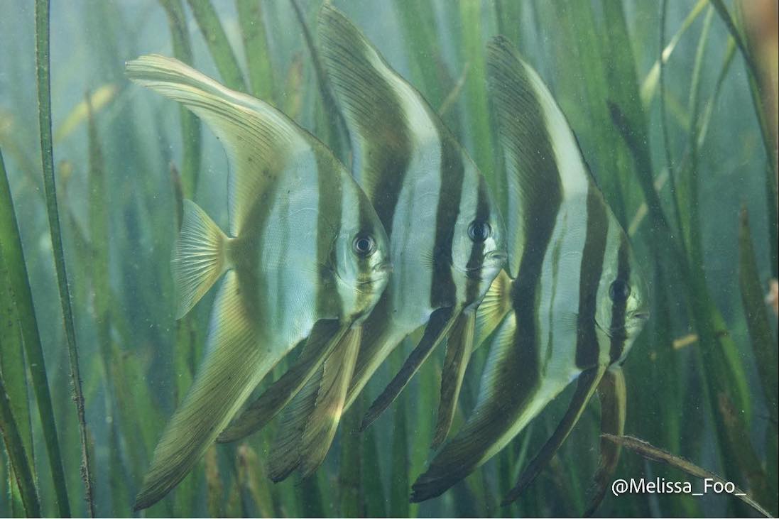 Batfish in seagrass at Maravagi Bay Solomon Islands