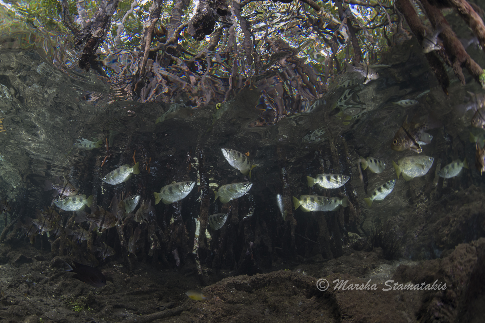 Archer fish Solomon Islands