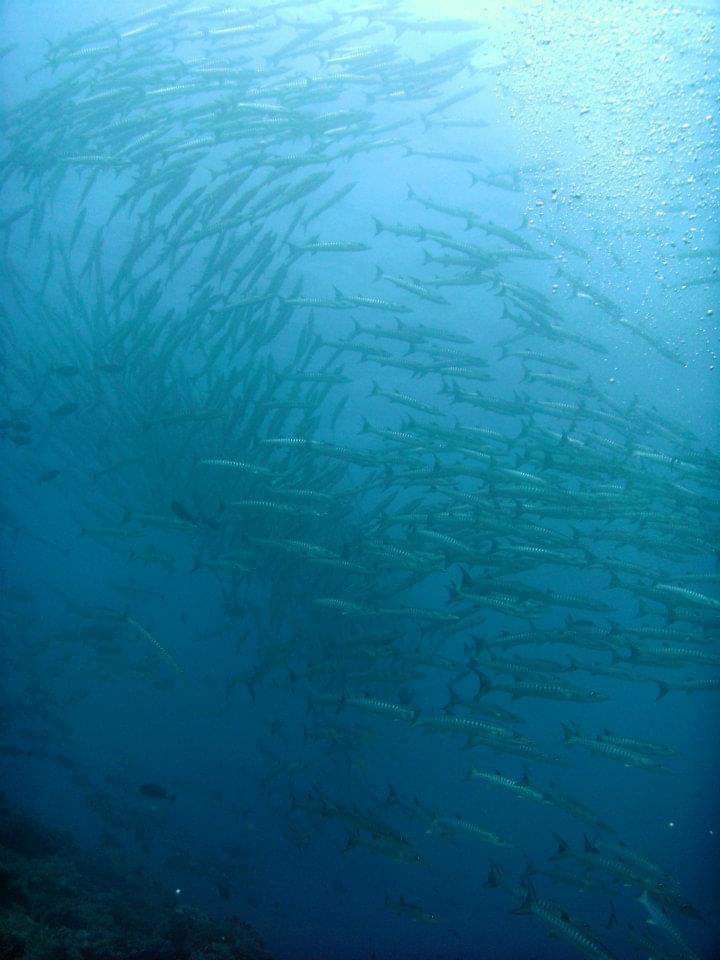 Barracudas while scuba diving in the Solomon Islands