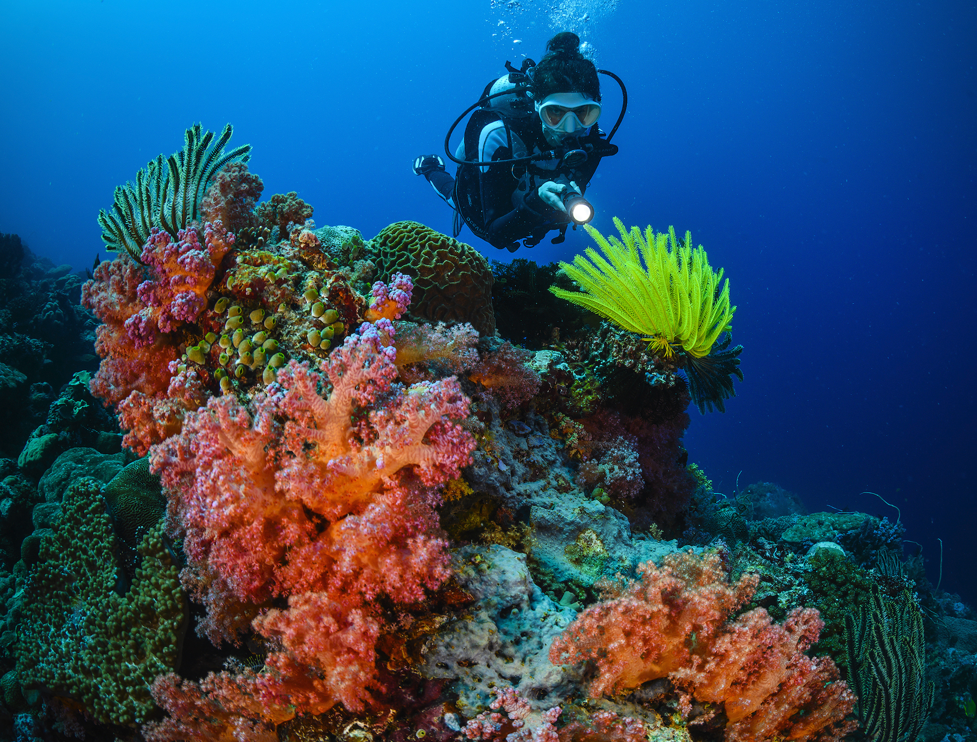 A divers looking at the coral in the Solomon Islands.