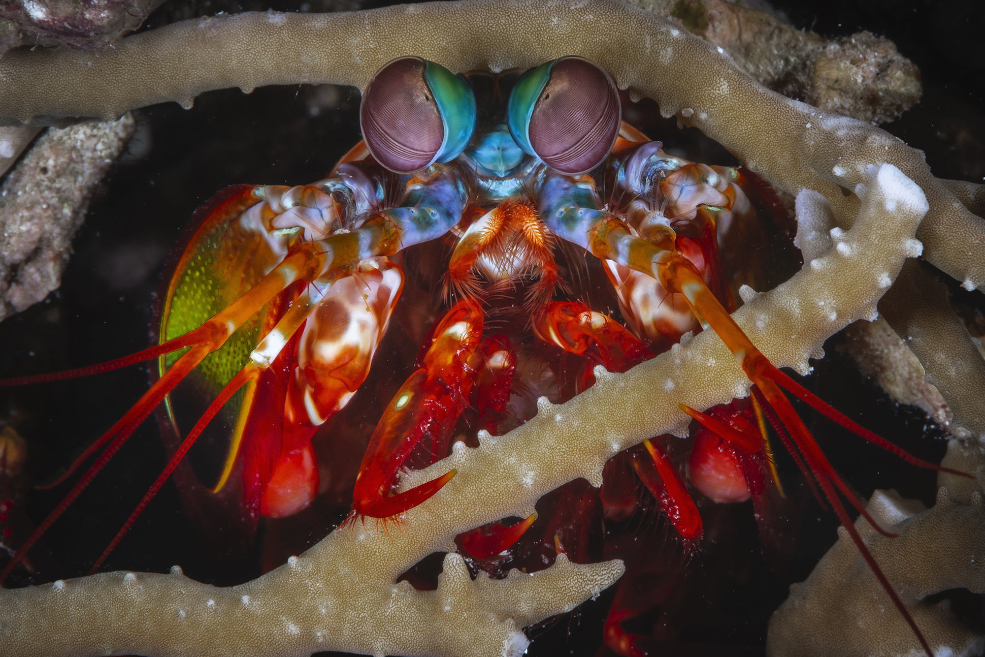 A mantis shrimp in the Solomon Islands