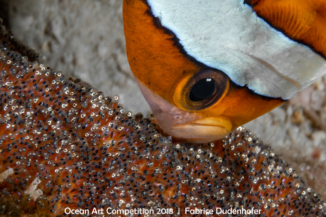 winning shot of an anemone fish blowing on her eggs