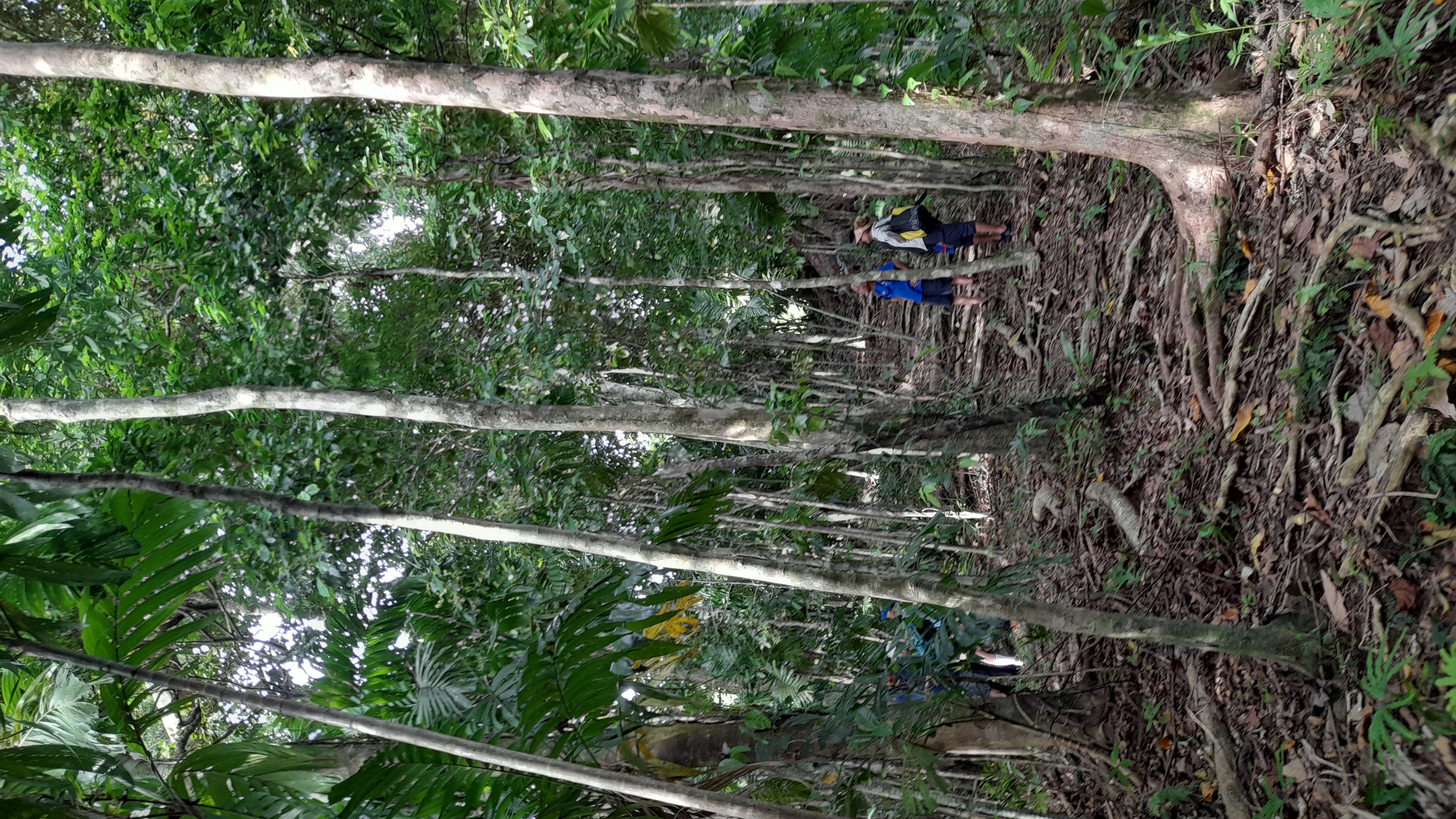 Forest in the Solomon Islands