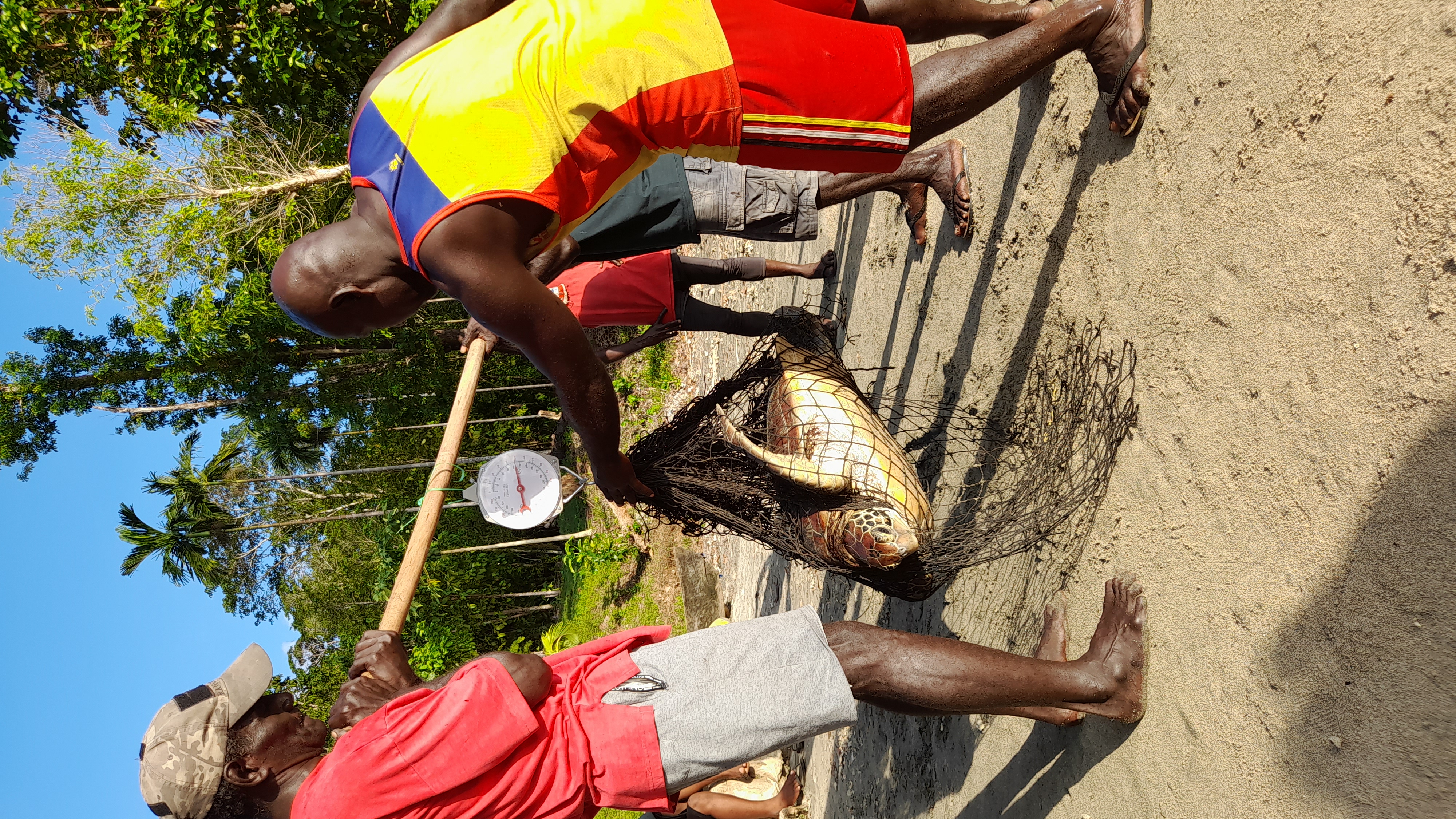 Solomon Islanders weighing a turtle