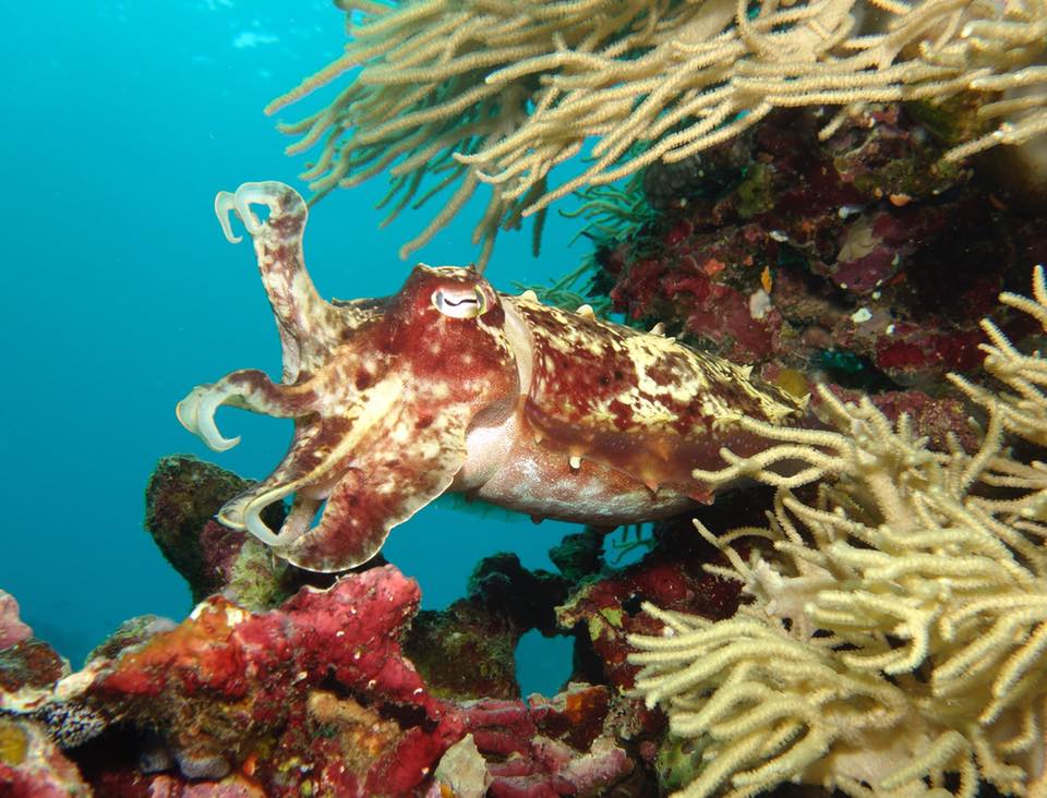 Cuttlefish in the Solomon Islands.