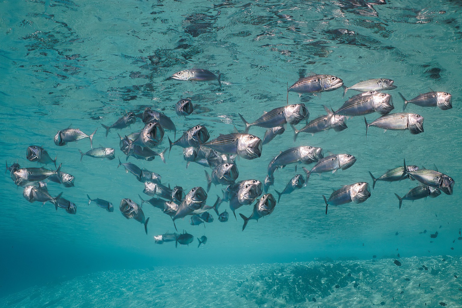 Fish during a dive in the Solomon Islands