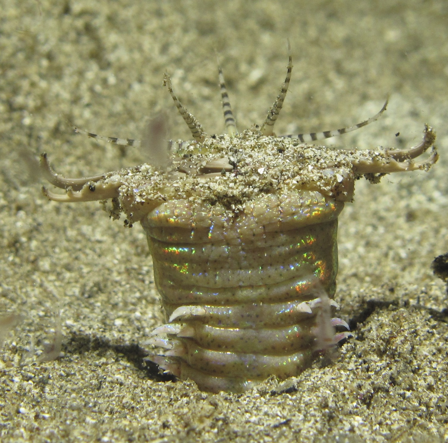 Bobbit worm Bilikiki Solomon Islands