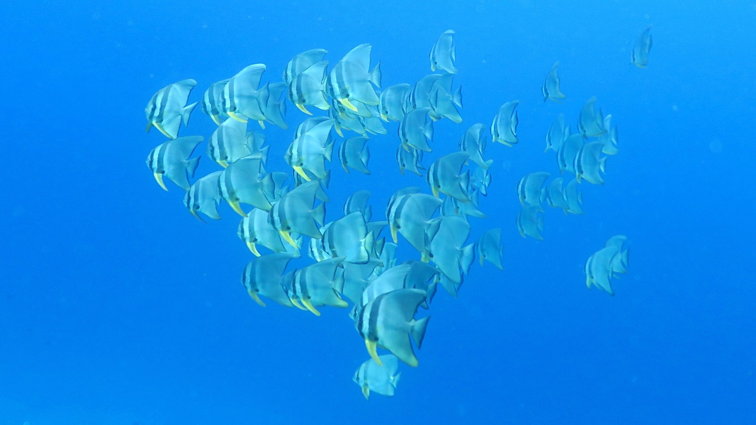 Bat fish