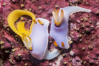 Sorkeling in the Solomon Island Nudis mating