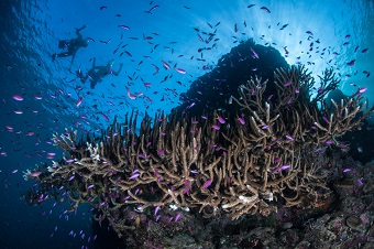 Snorkeling with hard corals in the Solomon Islands