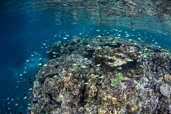 Snorkeling in the Solomon Islands in shallow coral reefs 