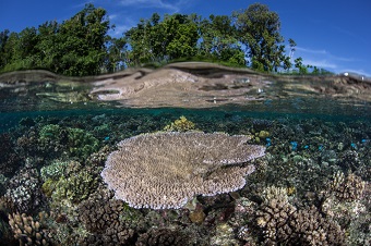 Snorkeling the Solomon Islands with shallow coral