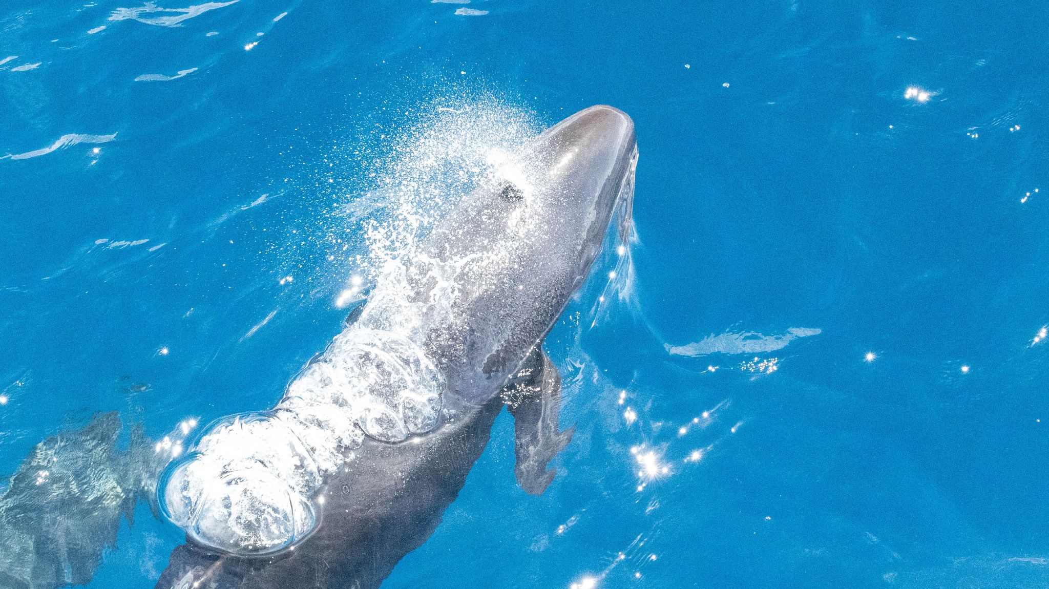 Whale watching in the Solomon Islands