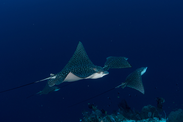 A beautiful eagle ray seen while scuba diving in the Solomon Islands.