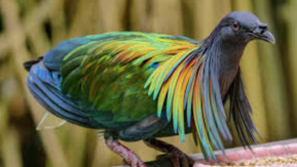 Bird of the Solomon Islands