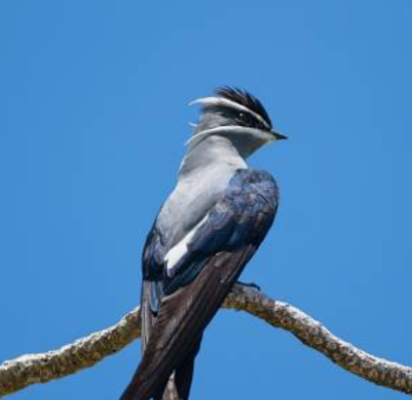 Bird of the Solomon Islands